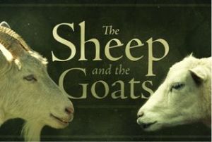 sheep and goats